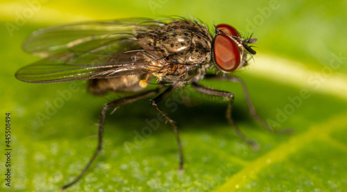 Close-up of a fly on a tree leaf. © schankz