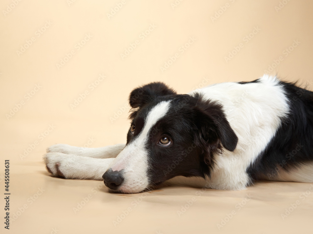 funny dog. Happy Border Collie puppy . Pet on a beige background funny dog. Happy Border Collie puppy . Pet on a beige background