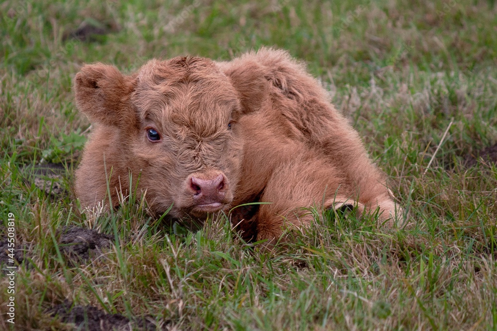 Fototapeta premium Neugeborenes Kälbchen Schottisches Hochlandrind