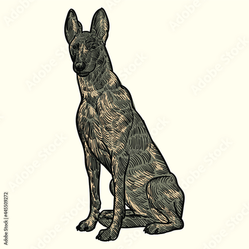 Vintage hand drawn sketch dutch shepherd dog colored