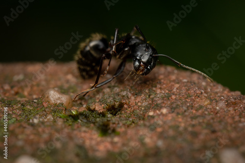 Closeup image of a giant black ant on a rough surface photo