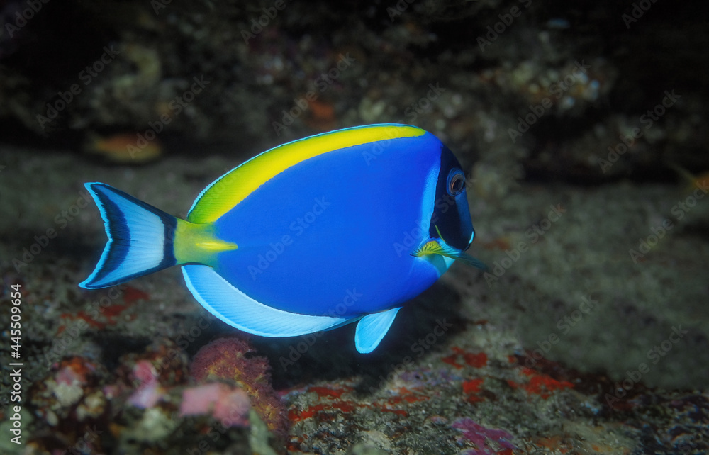 Obraz premium Powder-blue surgeonfish that is very beautiful color fish. Marine fish.