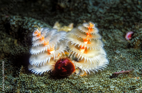 Beautiful Christmas tree worm (Spirobranchus giganteus) with white and orange colour on the coral reef. photo