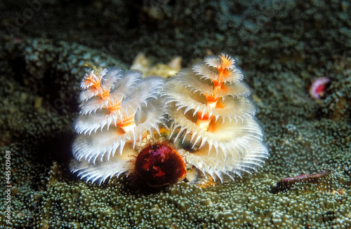 Beautiful Christmas tree worm (Spirobranchus giganteus) with white and orange colour on the coral reef.