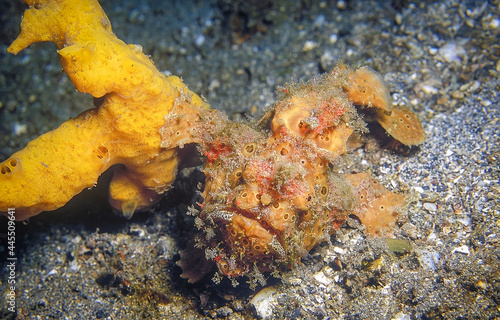 Frogfish with one fin touching on the yellow sponge. Taken image at Indonesia.