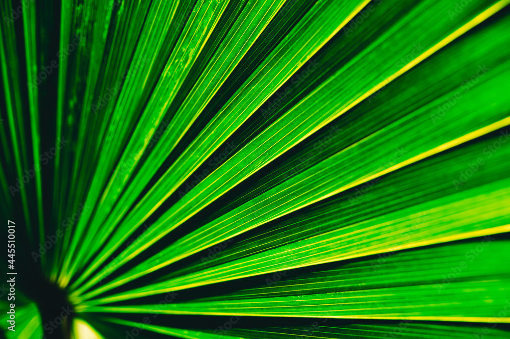 Obraz premium palm leaf background