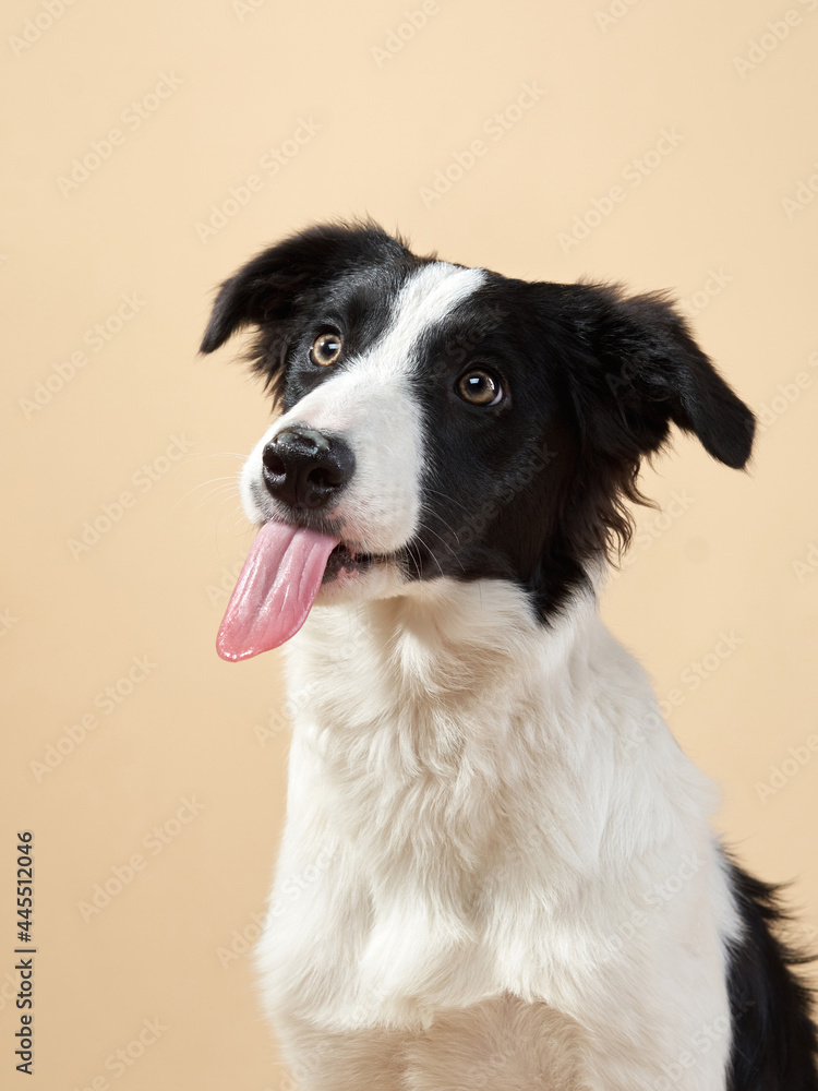 funny dog shows tongue. Happy Border Collie puppy . Pet on a beige background