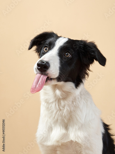funny dog shows tongue. Happy Border Collie puppy . Pet on a beige background © annaav