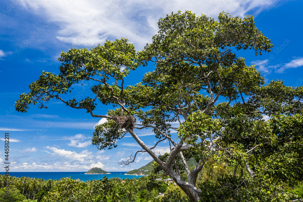 Fototapeta premium Big Tree Top on Koh Tao Island with Koh Nang Yuan in the background, UAV Drone Aerial no people with copy space