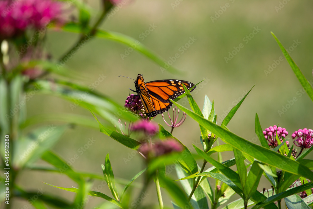Fototapeta premium Macro abstract view of a monarch butterfly feeding on the flower blossoms of an attractive rosy pink swamp milkweed plant (asclepias incarnata), with defocused background