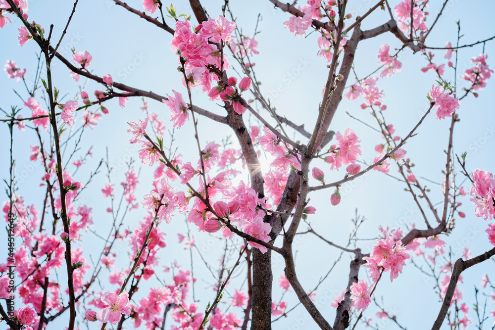 Ume (Japanese Plum / Apricot) Blossom Ume (Japanese Plum / Apricot) Blossom
