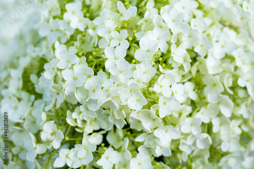 White hydrangea flowers in the garden close up. Beautiful summer flowers background © Kseniya