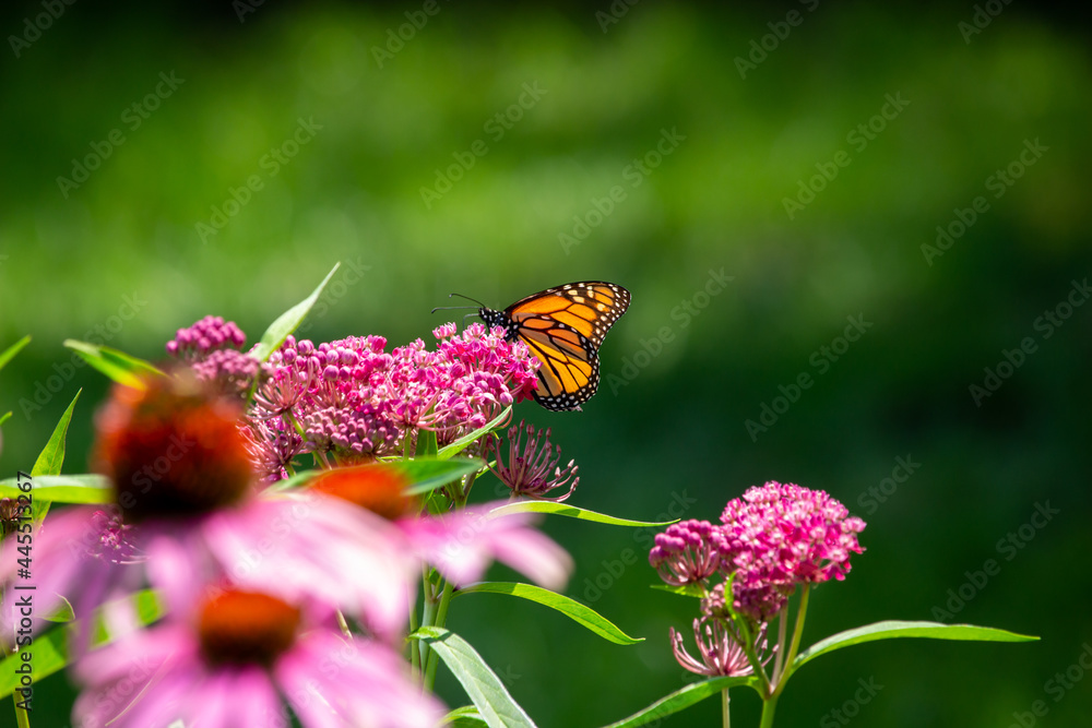 Obraz premium Macro abstract view of a monarch butterfly feeding on the flower blossoms of an attractive rosy pink swamp milkweed plant (asclepias incarnata), with defocused background