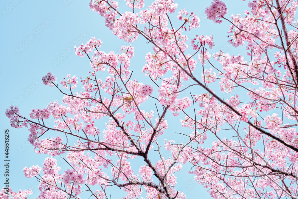 Warbler with Sakura (Cherry Blossom) Warbler with Sakura (Cherry Blossom)