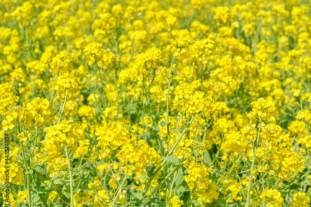 Canola Flower Field Canola Flower Field