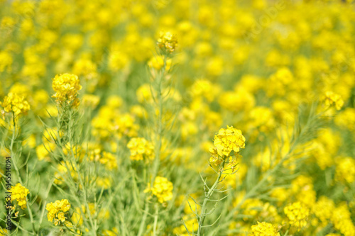 Canola Flower Field © Ukey
