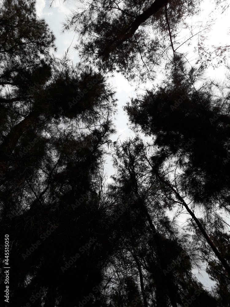 silhouette of a tree in the forest silhouette of a tree in the forest