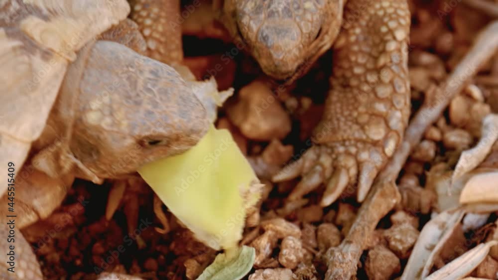 Two herbivorous tortoise feeding. Open eyes of the tortoise feeding on a hard grasses. Two herbivorous tortoise feeding. Open eyes of the tortoise feeding on a hard grasses.