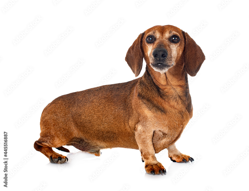 Dachshund in studio