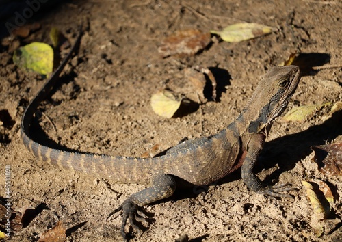 The Australian water dragon (Intellagama lesueurii) along side the Nepean River on a sunny day.