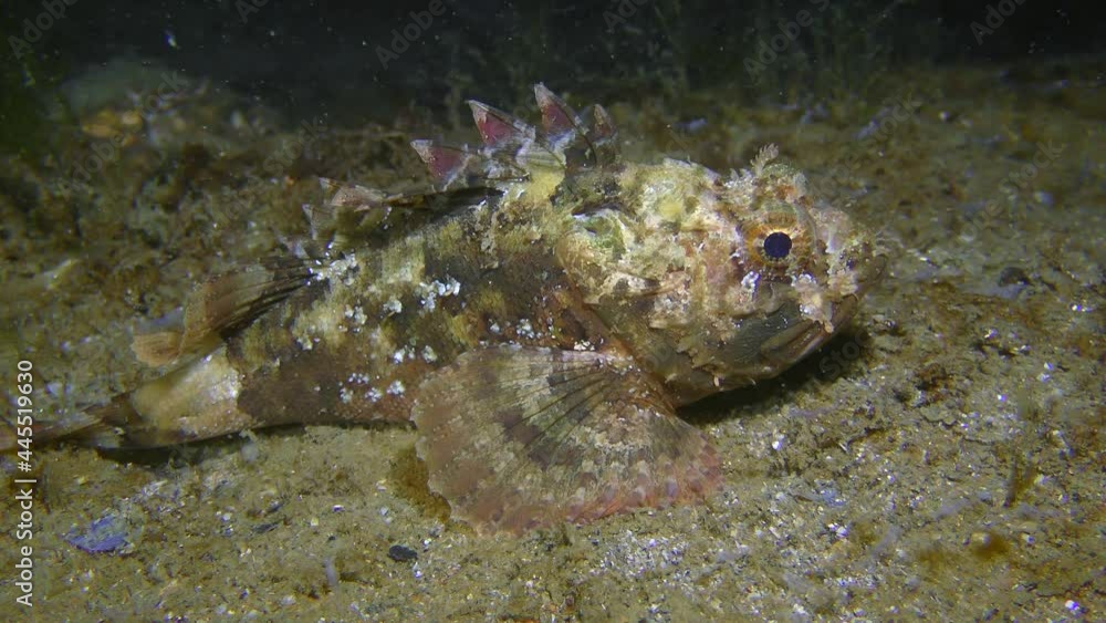 Black scorpionfish (Scorpaena porcus) lies at the bottom, crab creeps in the background. Black scorpionfish (Scorpaena porcus) lies at the bottom, crab creeps in the background.