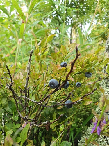 Blueberry growing on a bush. Many bushes grow in the forest thicket.