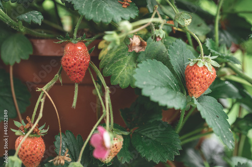 small strawberries grows in pot  red berries  green leaves  summer background