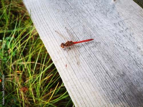Close-up red dragonfly sitting on gray wood in Latvian national park