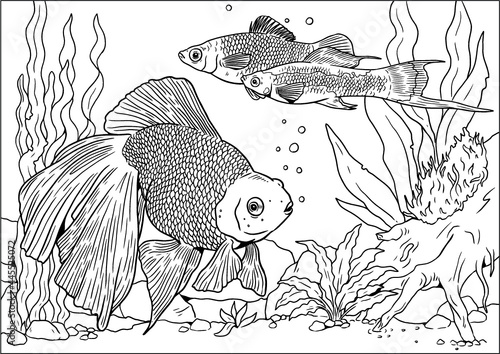 Aquarium with Veiltail and swordtail for coloring. Colorful tropical fish vector templates. Coloring book for children and adults.