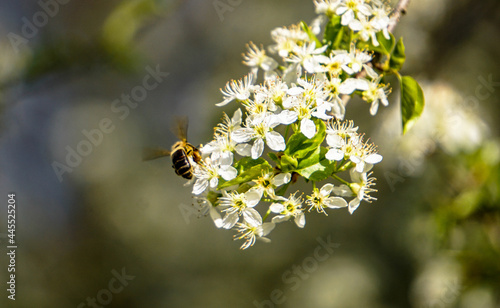 Abeille dans le fleurs, pollenisation