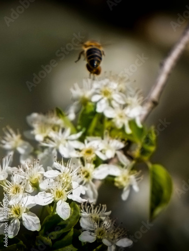 Abeille dans le fleurs, pollenisation © Laurie
