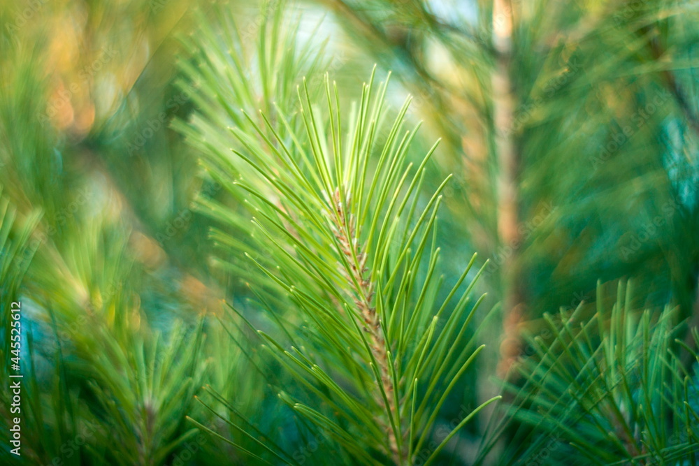 Details of the pine tree outdoors