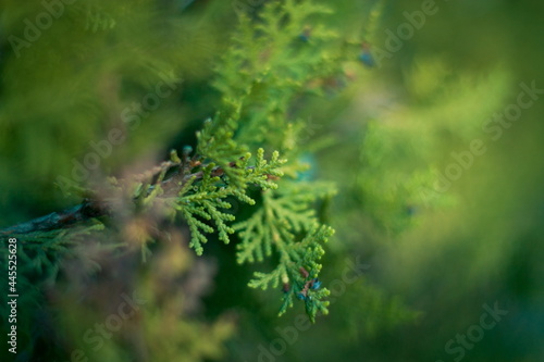 Details of the pine tree outdoors