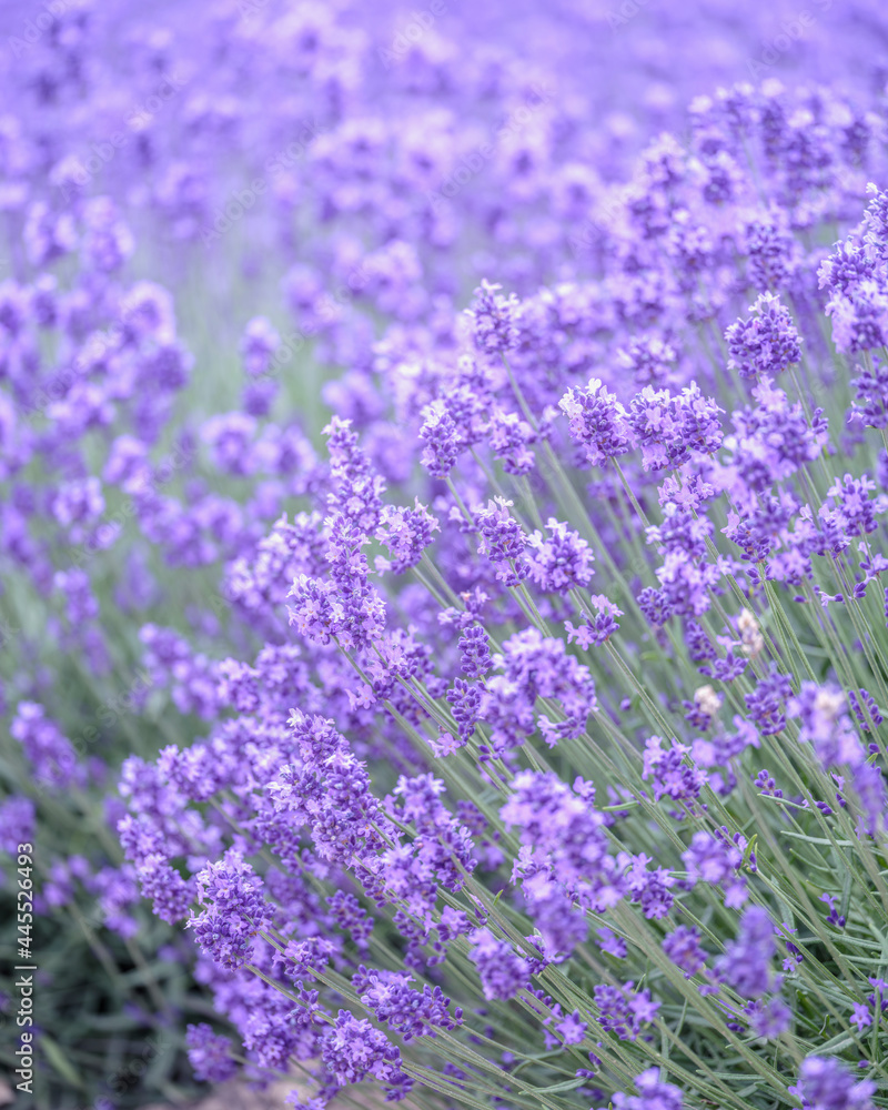 Fototapeta premium ラベンダー