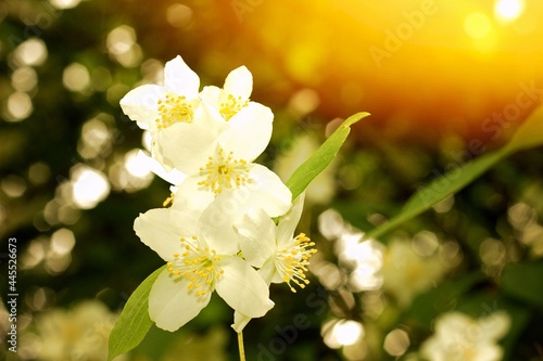 White flowers on a blooming tree in the summer sun. 