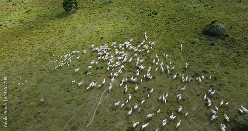 Aerial view of herd nelore cattel on green pasture in Brazil. photo