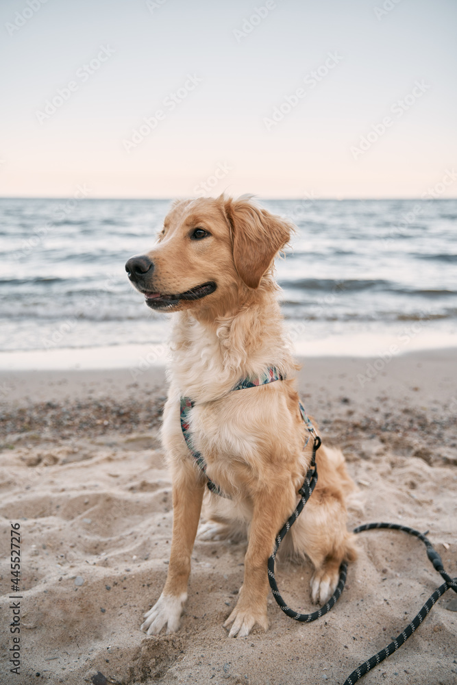 Golden retriever on the sea shore sandy beach. Happy dog during vacation with family