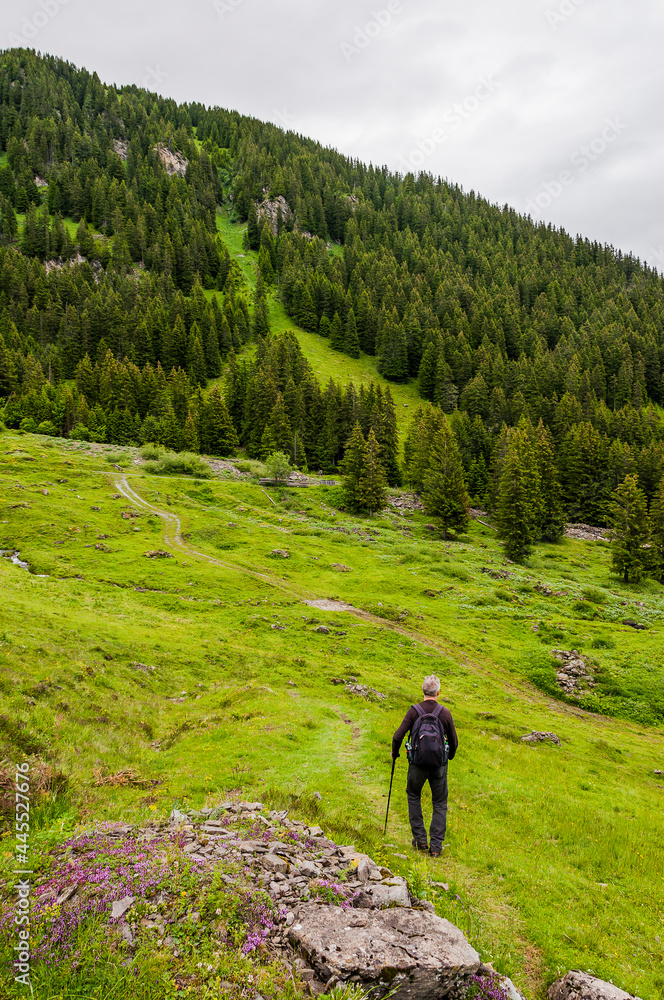Fototapeta premium Grindelwald, Bussalp, Wanderweg, Wanderer, Bort, First, Alpen, Bergwiesen, Wald, Waldweg, Berner Oberland, Sommer, Schweiz