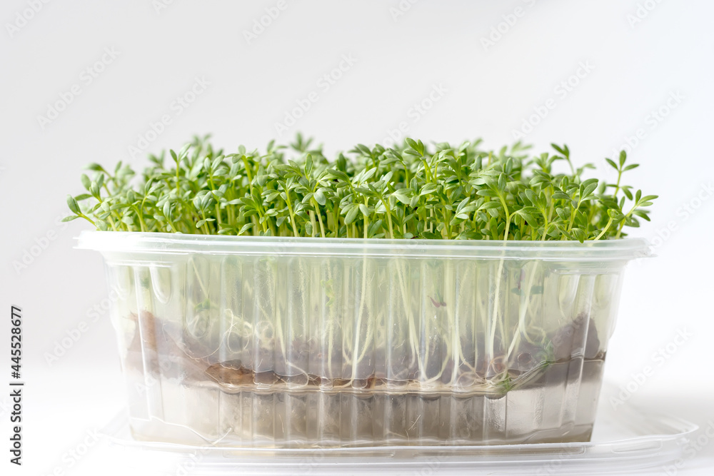 Vegan fresh watercress microgreens shoots on white background. Superfood and healthy organic food concept. Home made Vegan fresh watercress microgreens shoots on white background. Superfood and healthy organic food concept. Home made