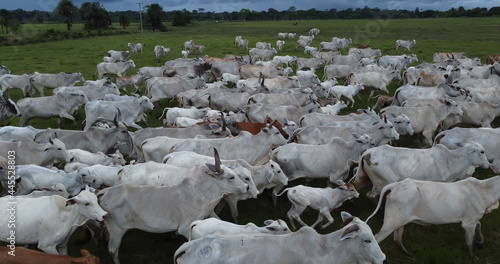 Aerial view of herd nelore cattel on green pasture in Brazil. photo