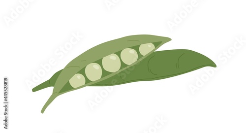 Open and closed peas pods with ripe green beans. Composition of organic vegetable with seeds. Fresh healthy food. Icon of farm crop. Flat vector illustration isolated on white background