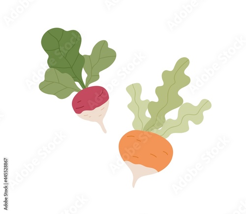 Fresh raw purple turnip, swede and rutabaga. Whole tubers of organic root vegetables with leaves. Healthy farm food. Natural seasonal veggies. Flat vector illustration isolated on white background