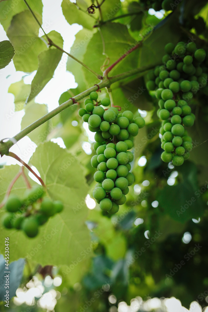 Green grapes in vineyard 