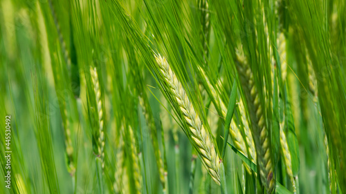 Young Wheat ears illuminated by sunlight. Gorgeous shape of the Wheat spikes. concept of a good harvest in an agricultural field. green spikelets. rye, close-up. green natural background