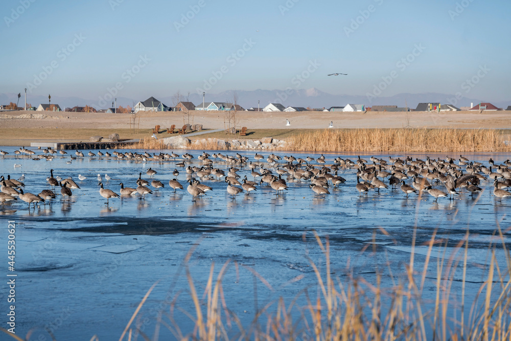 Flocks of geese on a frozen water of lake near the residential area