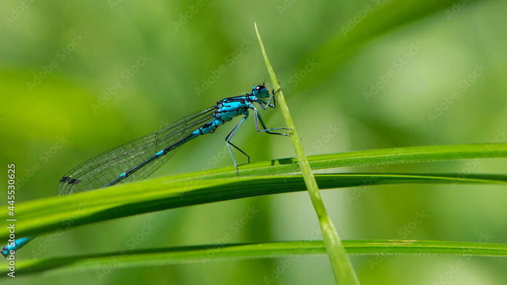 Coenagrionidae. blue dragonfly on a green leaf. A dragonfly with big eyes close-up sits on a green leaf of a river plant. natural blurred green background. macro of a insect. space for text Coenagrionidae. blue dragonfly on a green leaf. A dragonfly with big eyes close-up sits on a green leaf of a river plant. natural blurred green background. macro of a insect. space for text