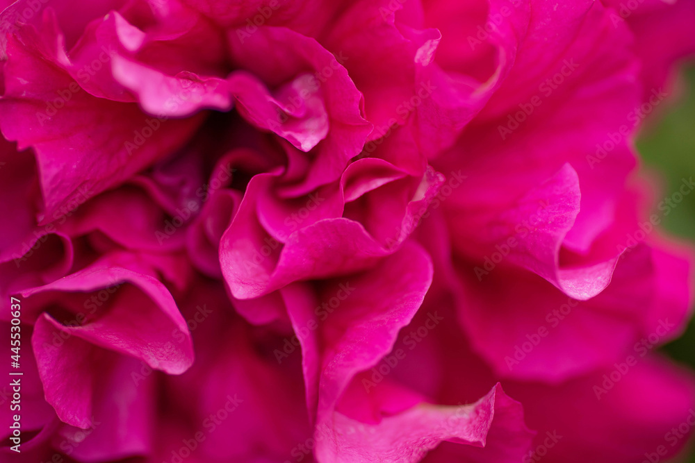 Naklejka premium pink rose petals