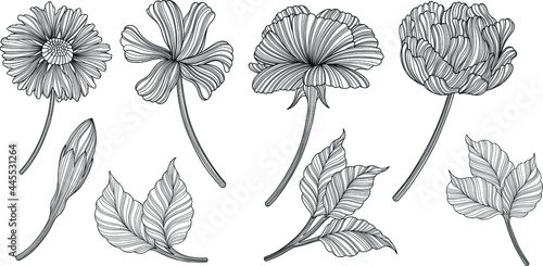 Illustration of abstact  flowers and leaves. Line vector art. Eps10