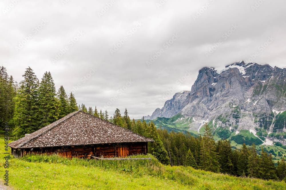 Grindelwald, Wetterhorn, Bort, First, Bussalp, Bergwiese, Bergblumen, Bergkräuter, Kräuterwiese, Wanderweg, Bergbahn, Alpen, Eiger, Eigernordwand, Berner Oberland, Sommer, Schweiz Grindelwald, Wetterhorn, Bort, First, Bussalp, Bergwiese, Bergblumen, Bergkräuter, Kräuterwiese, Wanderweg, Bergbahn, Alpen, Eiger, Eigernordwand, Berner Oberland, Sommer, Schweiz
