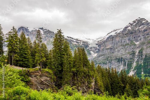 Grindelwald, Wetterhorn, Oberer Grindelwaldgletscher, Schreckhorn, Wanderweg, Bergwiese, Bort, First, Bussalp, Alpen, Berner Oberland, Sommer, Schweiz photo